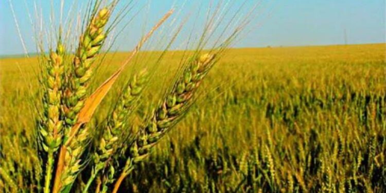محصول القمح .. توصيات الري ومكافحة الصدأ الأصفر والبرتقالي 1 محصول القمح