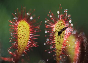 النباتات آكلة الحشرات