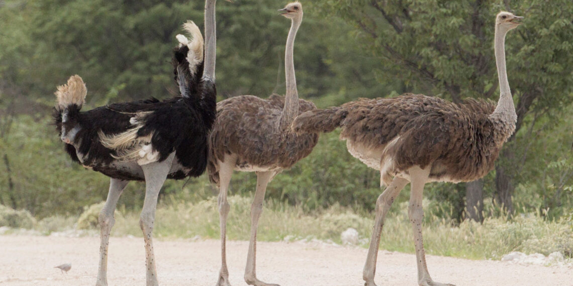 تربية وإنتاج النعام في المزارع .. نشرة إرشادية (pdf) 1 تربية وإنتاج النعام في المزارع