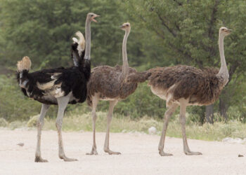 تربية وإنتاج النعام في المزارع