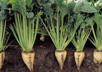 محصول بنجر السكر