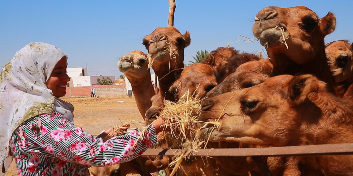 تربية الإبل