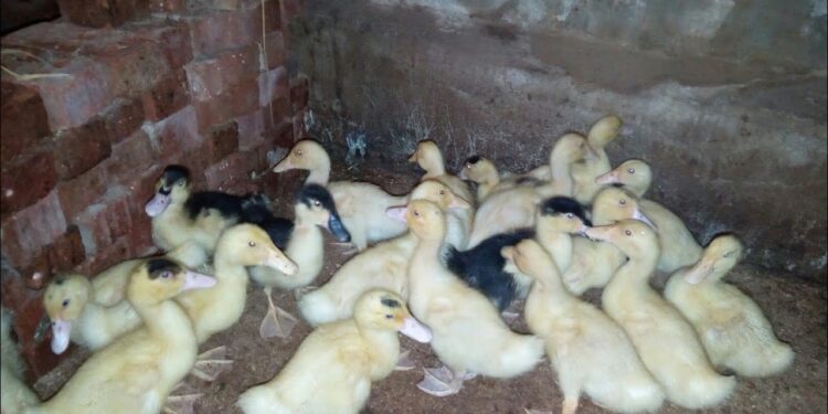 أبرز الأخطاء الشائعة في تربية البط المنزلي ومخاطر استخدام الخبز كـ"علف" 1 تربية البط