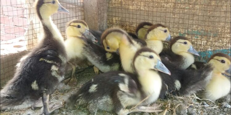 تربية البط المنزلي.. 4 أسباب وراء تراجع معدلات انتشاره بالريف المصري 1 تربية البط
