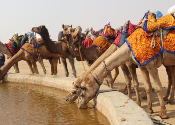 تربية الجمال