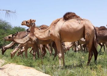 تربية الإبل