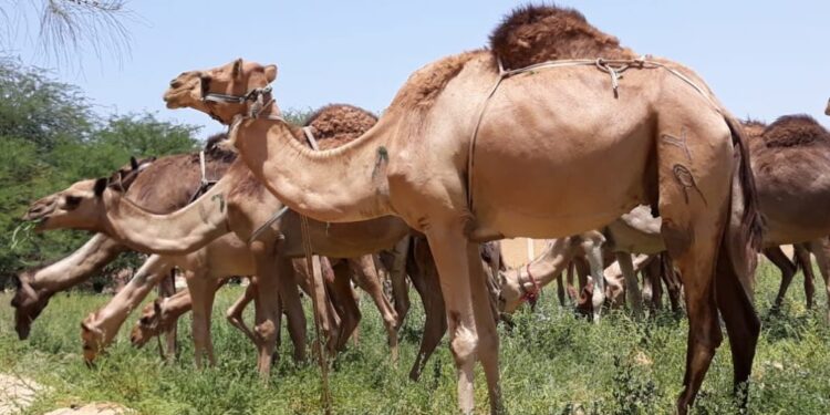 تربية الإبل.. جدوى الاستثمار فيها وأسس بدء المشروع والتوقيت الأمثل للتزاوج 1 تربية الإبل