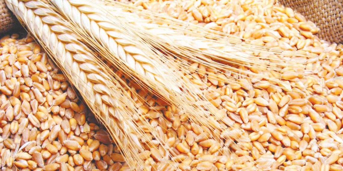 تقاوي القمح.. جدول الكميات المُوصى به لتحقيق أعلى إنتاجية وأسباب تفوق "سخا 95" 1 تقاوي القمح