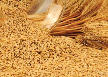 توريد محصول القمح