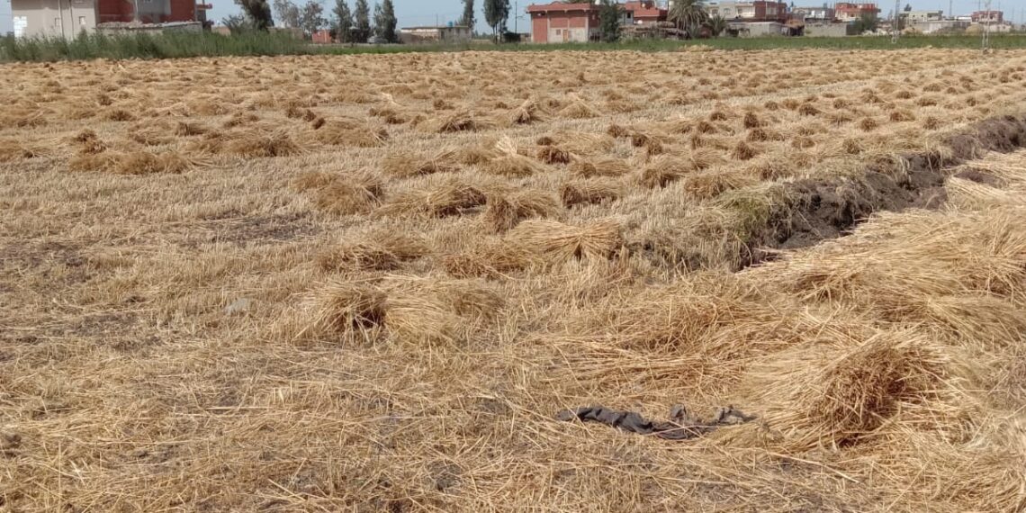 محصول القمح