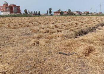 محصول القمح