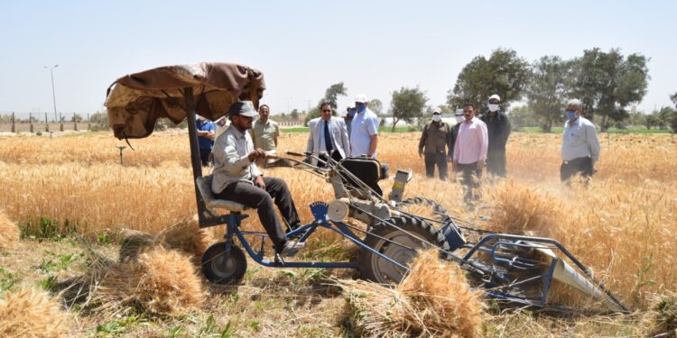حصاد القمح.. أهم الاشتراطات والتوصيات الفنية لتقليل مُعدل الفاقد 1 حصاد القمح