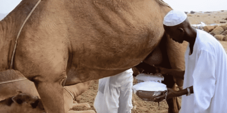 حليب الإبل كبديل فعال للقضاء على بعض الطفيليات الداخلية المشتركة 1 حليب الإبل