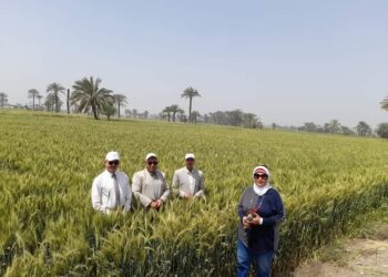 محصول القمح