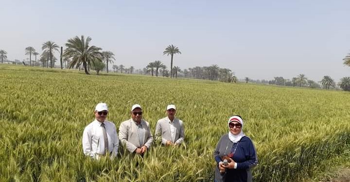 وكيلا الزراعة والتموين بالفيوم يتفقدان محصول القمح استعدادا لموسم الحصاد 1 محصول القمح