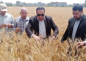 زراعات القمح