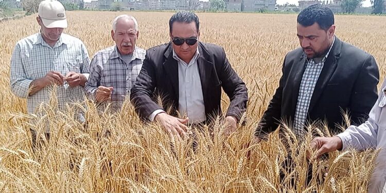 زراعات القمح