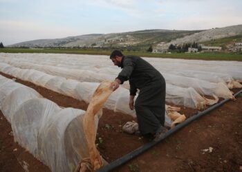 زراعات الخضر تحت الانفاق