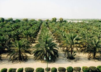 زراعة النخيل