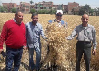 توريد القمح