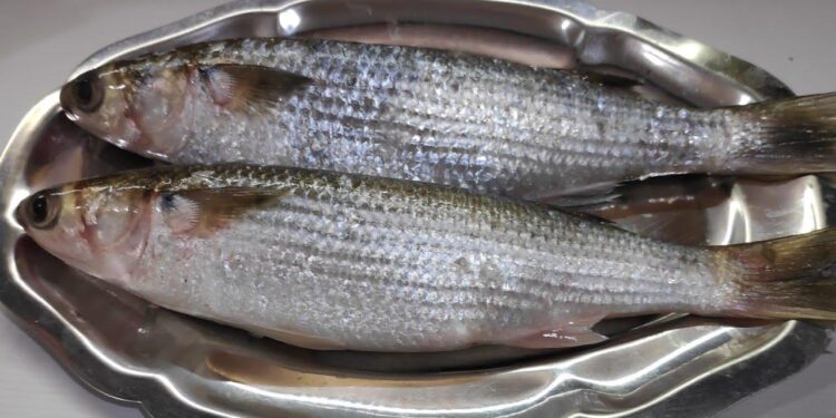 شم النسيم.. 9 نصائح قبل شراء أسماك "الفسيخ والسردين والرنجة" 1 شم النسيم