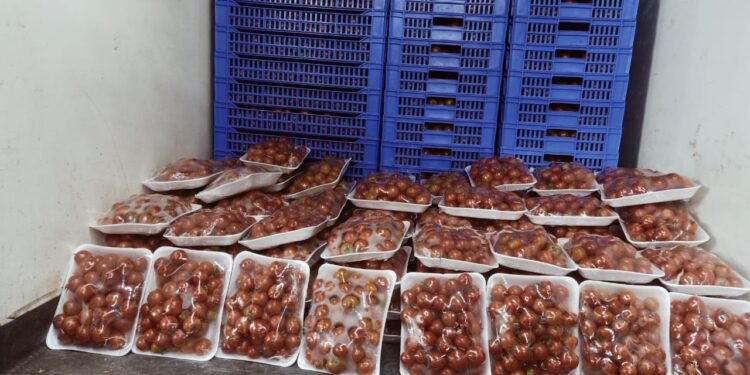 الزراعة تطرح كيلو الطماطم بـ 10 جنيهات في منافذها المتنقلة 1 الطماطم