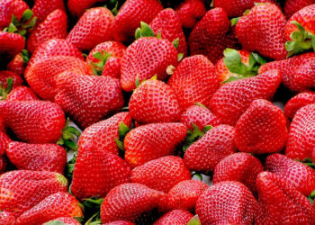 شتلات الفراولة