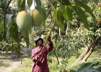 متساقطات الأوراق