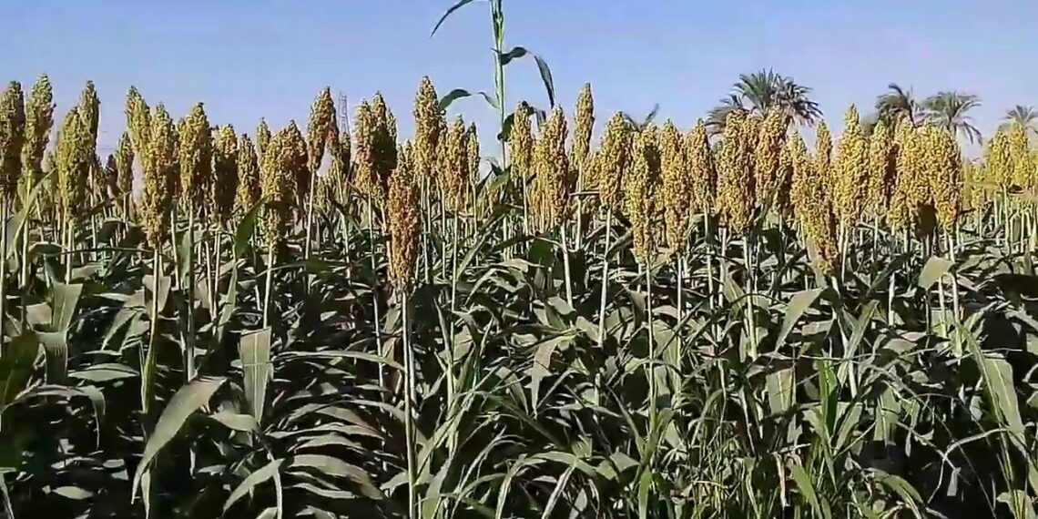 محصول الذرة الرفيعة