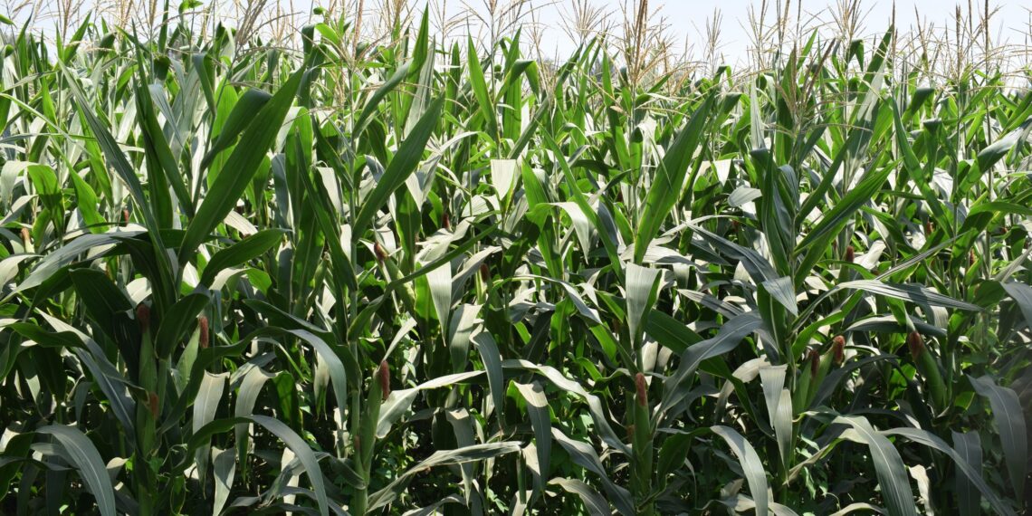 محصول الذرة الشامية