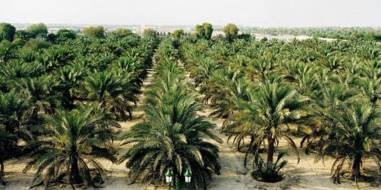 محصول نخيل البلح .. أبرز 7 توصيات خلال شهر يونيو 1 نخيل البلح