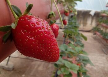 مشاتل زراعة الفراولة