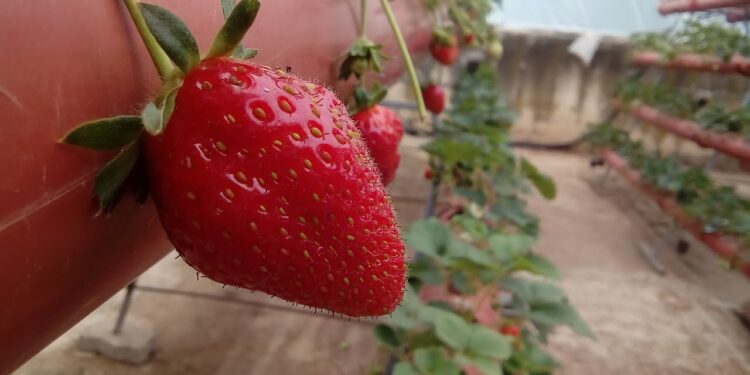 مشاتل زراعة الفراولة.. خطوات التأسيس والإعداد والبدائل المُتاحة لخفض التكاليف 1 مشاتل زراعة الفراولة