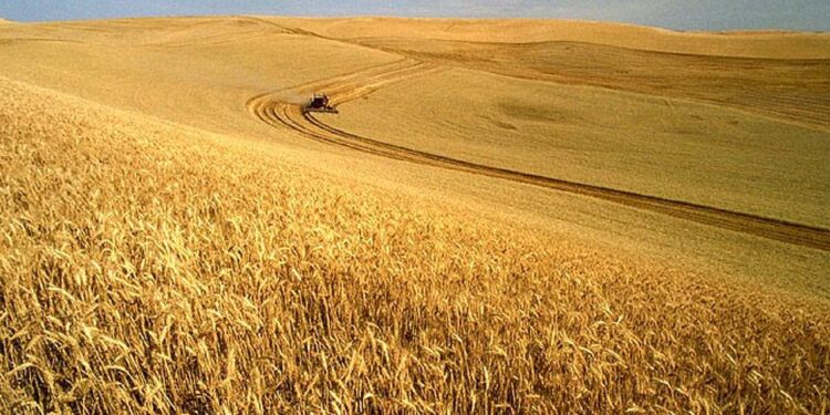 معاملات القمح خلال موسم الحصاد.. احذر الوقوع في هذه الأخطاء 1 معاملات القمح خلال موسم الحصاد