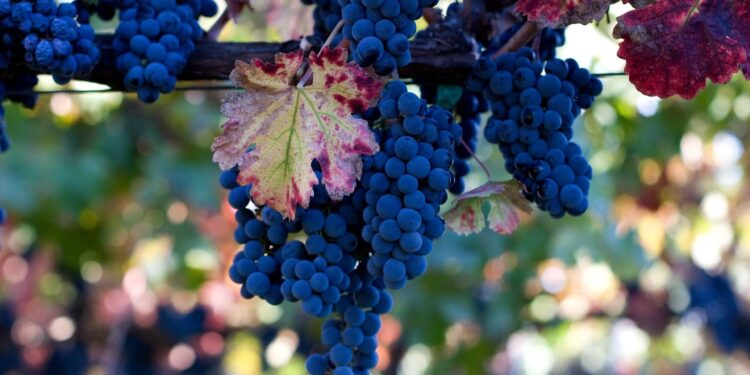 معدلات تسميد العنب في الأراضي الرملية والطينية بـ"الأرقام" 1 معدلات تسميد العنب