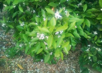 محاصيل الموالح