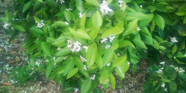 محاصيل الموالح .. 11 توصية من معهد البساتين لمواجهة التذبذات الحرارية 1 محاصيل الموالح