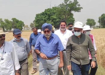 استيراد القمح