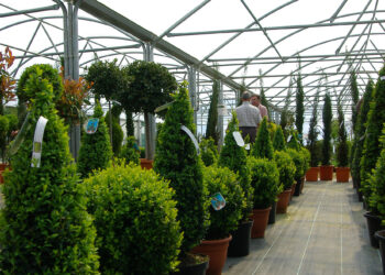 أشجار الزينة