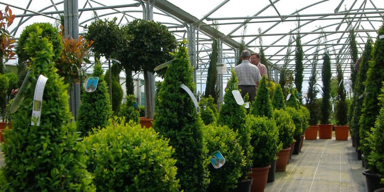 أشجار الزينة