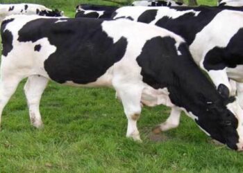 التلقيح الصناعي