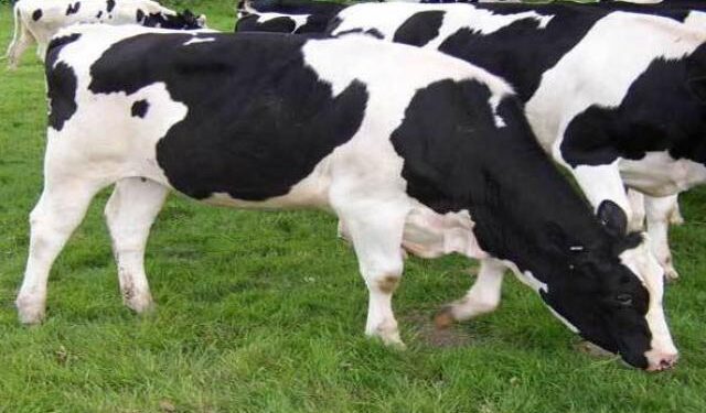 التلقيح الصناعي