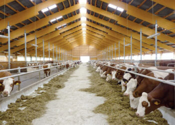 الثروة الحيوانية