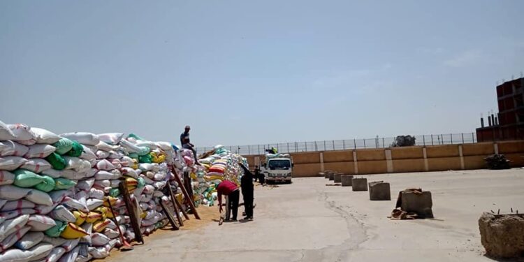 توريد 127513 طن من القمح بصوامع محافظة الشرقية 1 القمح