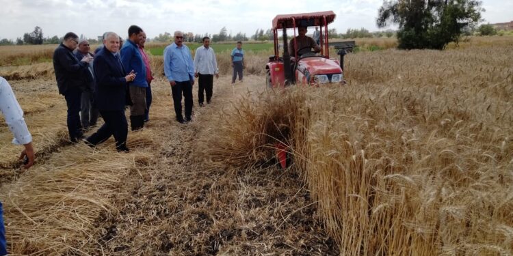 الزراعة تتابع حصاد وتوريد القمح في كل المحافظات في ثالث أيام عيد الفطر 1 الزراعة