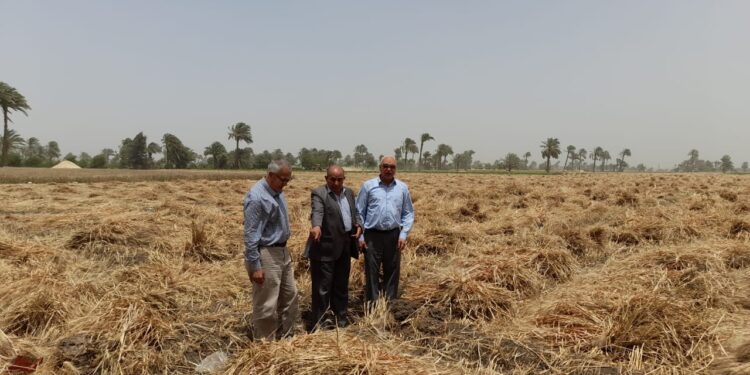 "الزراعة" تواصل متابعة حصاد وتوريد القمح في جميع المحافظات 1 توريد القمح