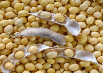 محصول فول الصويا .. نشرة بالتوصيات الفنية للمزارعين خلال شهر مايو