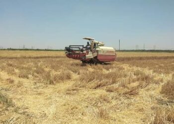 مدير البحوث الإقليمية بالفيوم يشارك في حصاد وتجميع محصول القمح