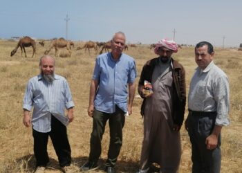 بحوث الصحراء ينظم قافلة بيطرية مجانية بواحة سيوة