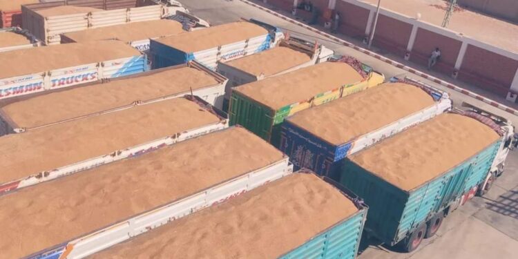 وزير الزراعة يتابع حصاد وتوريد القمح في جميع محافظات الجمهورية 1 القمح